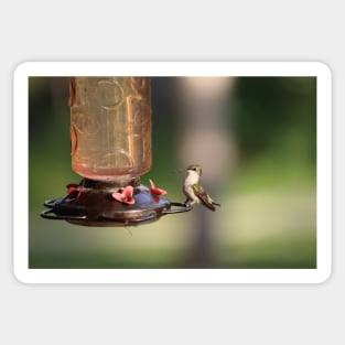 Ruby-Throated Hummingbird Sticker